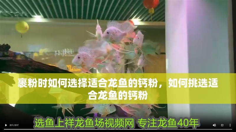 裹粉時(shí)如何選擇適合龍魚(yú)的鈣粉，如何挑選適合龍魚(yú)的鈣粉