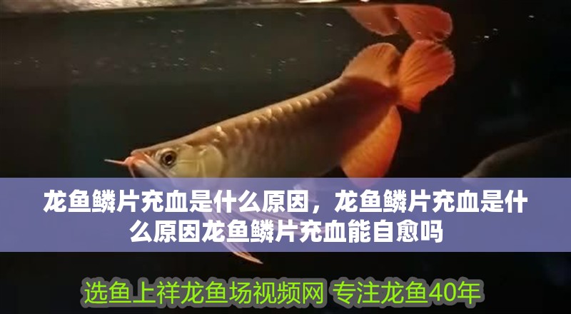 龍魚鱗片充血是什么原因，龍魚鱗片充血是什么原因龍魚鱗片充血能自愈嗎