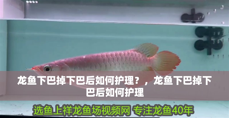 龍魚下巴掉下巴后如何護理？，龍魚下巴掉下巴后如何護理
