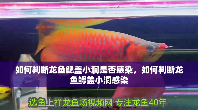 如何判斷龍魚(yú)鰓蓋小洞是否感染，如何判斷龍魚(yú)鰓蓋小洞感染