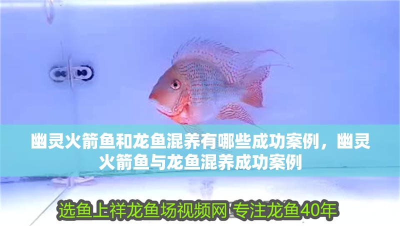 幽靈火箭魚和龍魚混養有哪些成功案例，幽靈火箭魚與龍魚混養成功案例