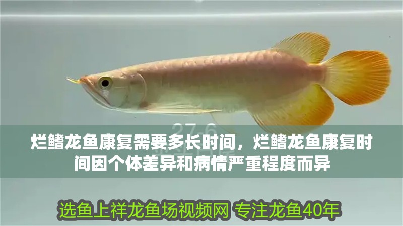 爛鰭龍魚康復需要多長時間，爛鰭龍魚康復時間因個體差異和病情嚴重程度而異