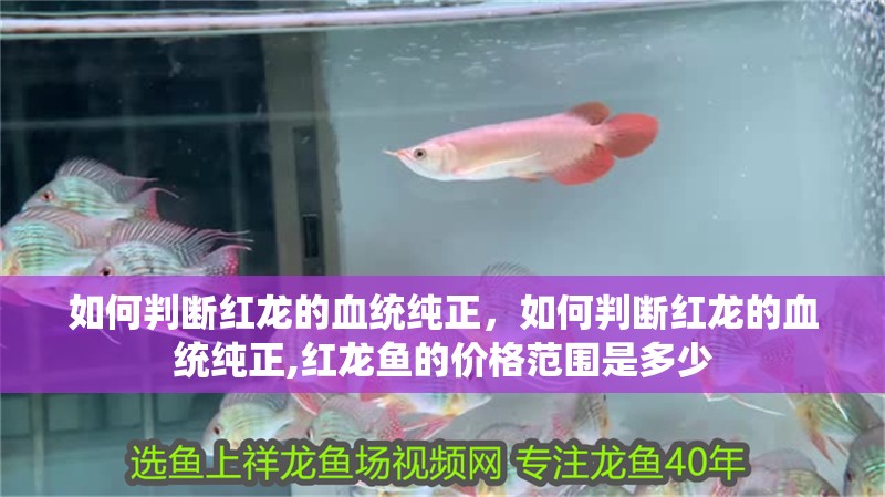 如何判斷紅龍的血統純正，如何判斷紅龍的血統純正,紅龍魚的價格范圍是多少