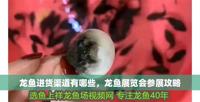 龍魚進貨渠道有哪些，龍魚展覽會參展攻略 龍魚進貨渠道有哪些，龍魚展覽會參展攻略 龍魚百科 第2張