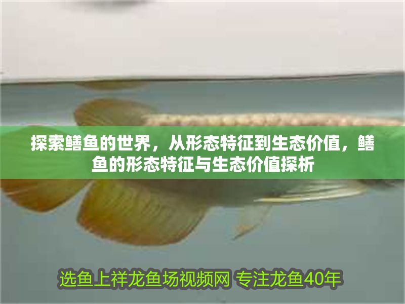 探索鱔魚的世界，從形態特征到生態價值，鱔魚的形態特征與生態價值探析 探索鱔魚的世界，從形態特征到生態價值，鱔魚的形態特征與生態價值探析 龍魚百科 第1張