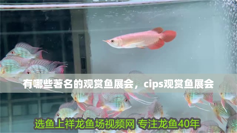 有哪些著名的觀賞魚展會，cips觀賞魚展會