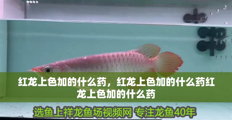 紅龍上色加的什么藥，紅龍上色加的什么藥紅龍上色加的什么藥