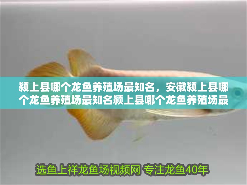潁上縣哪個龍魚養殖場最知名,安徽潁上縣哪個龍魚養殖場最知名潁上縣哪個龍魚養殖場最有經驗