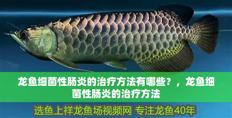 龍魚細(xì)菌性腸炎的治療方法有哪些？，龍魚細(xì)菌性腸炎的治療方法