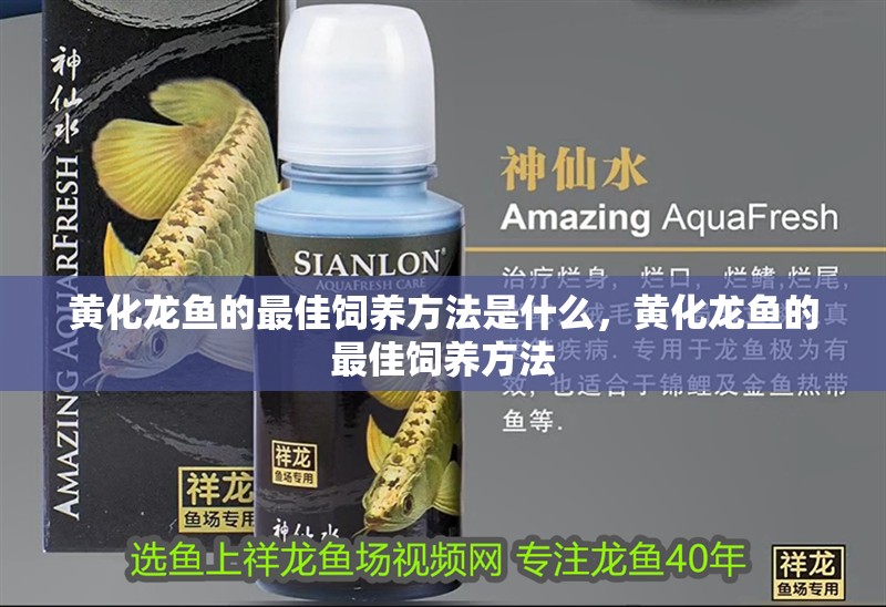 黃化龍魚的最佳飼養方法是什么，黃化龍魚的最佳飼養方法