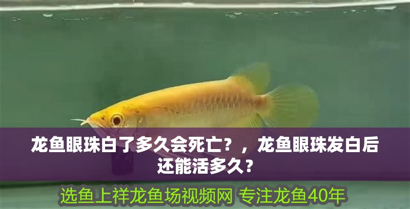 龍魚眼珠白了多久會死亡？，龍魚眼珠發白后還能活多久？