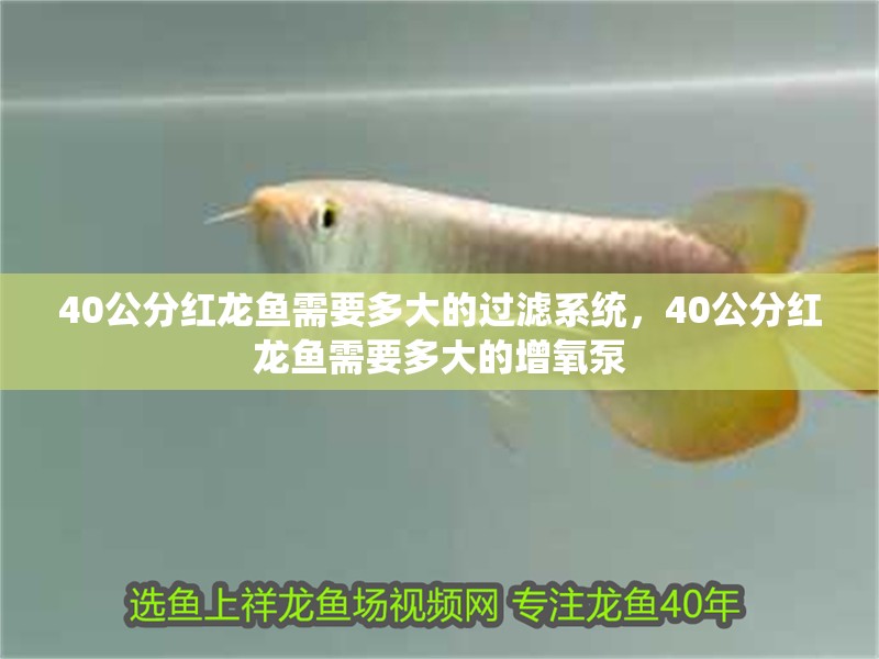 40公分紅龍魚(yú)需要多大的過(guò)濾系統(tǒng)，40公分紅龍魚(yú)需要多大的增氧泵