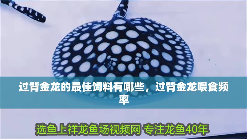 過背金龍的最佳飼料有哪些，過背金龍喂食頻率