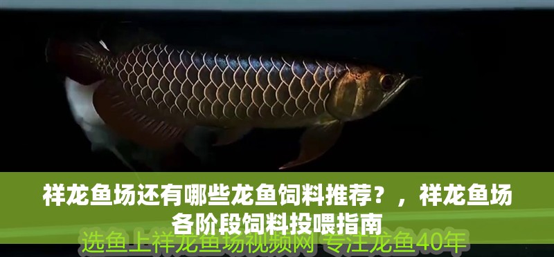 祥龍魚場還有哪些龍魚飼料推薦？，祥龍魚場各階段飼料投喂指南