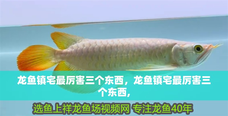 龍魚鎮(zhèn)宅最厲害三個東西，龍魚鎮(zhèn)宅最厲害三個東西,