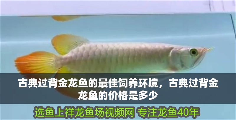 古典過背金龍魚的最佳飼養環境，古典過背金龍魚的價格是多少