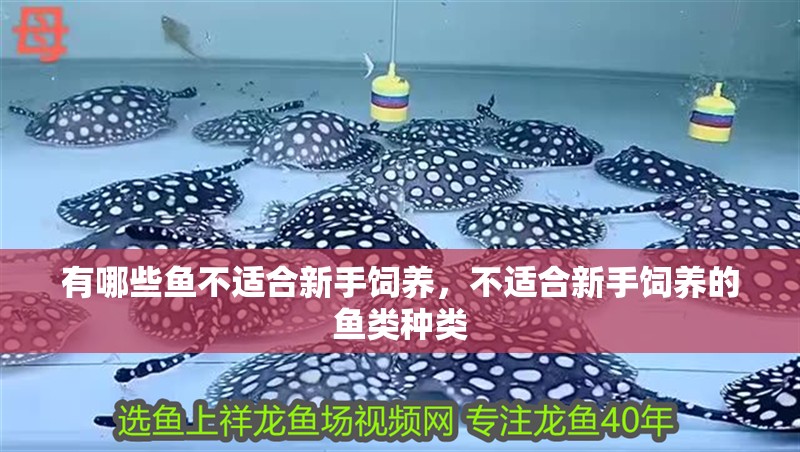 有哪些魚不適合新手飼養，不適合新手飼養的魚類種類