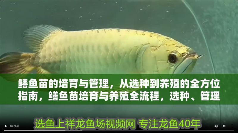 鱔魚苗的培育與管理,從選種到養殖的全方位指南,鱔魚苗培育與養殖全流程,選種、管理及高效養殖技術指南 龍魚百科 第1張 鱔魚苗的培育與管理,從選種到養殖的全方位指南,鱔魚苗培育與養殖全流程,選種、管理及高效養殖技術指南 鱔魚苗的培育與管理,從選種到養殖的全方位指南,鱔魚苗培育與養殖全流程,選種、管理及高效養殖技術指南 龍魚百科 第1張