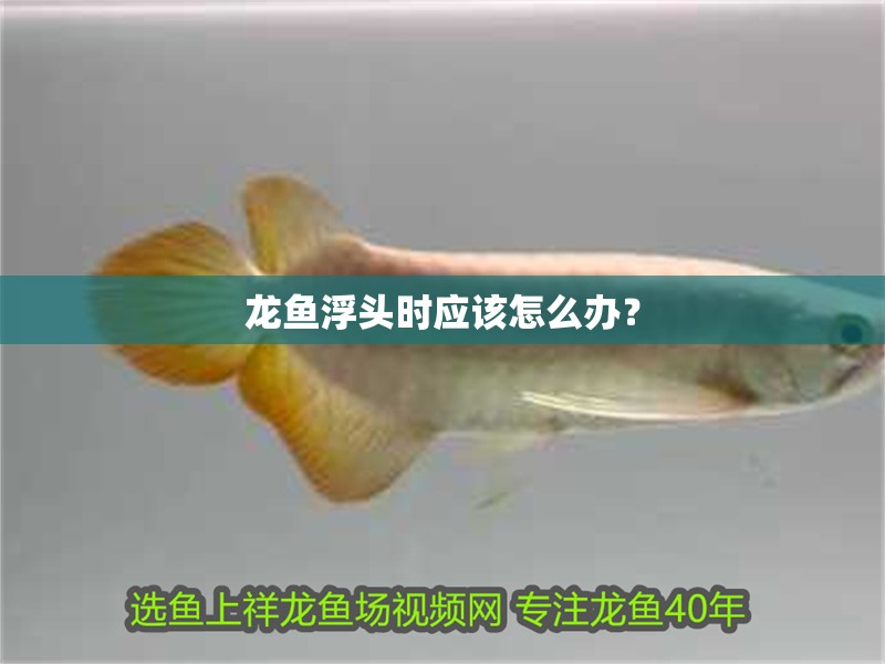 龍魚浮頭時應該怎么辦?