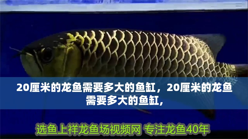 20厘米的龍魚需要多大的魚缸,20厘米的龍魚需要多大的魚缸,