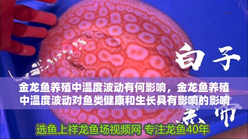 金龍魚養(yǎng)殖中溫度波動(dòng)有何影響,金龍魚養(yǎng)殖中溫度波動(dòng)對(duì)魚類健康和生長(zhǎng)具有影響的影響