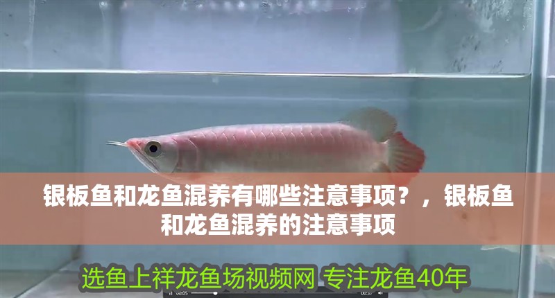 銀板魚和龍魚混養有哪些注意事項？，銀板魚和龍魚混養的注意事項