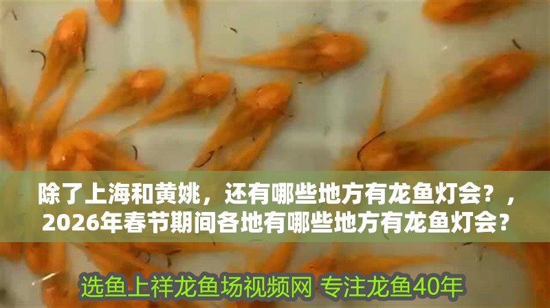 除了上海和黃姚，還有哪些地方有龍魚(yú)燈會(huì)？，2026年春節(jié)期間各地有哪些地方有龍魚(yú)燈會(huì)？