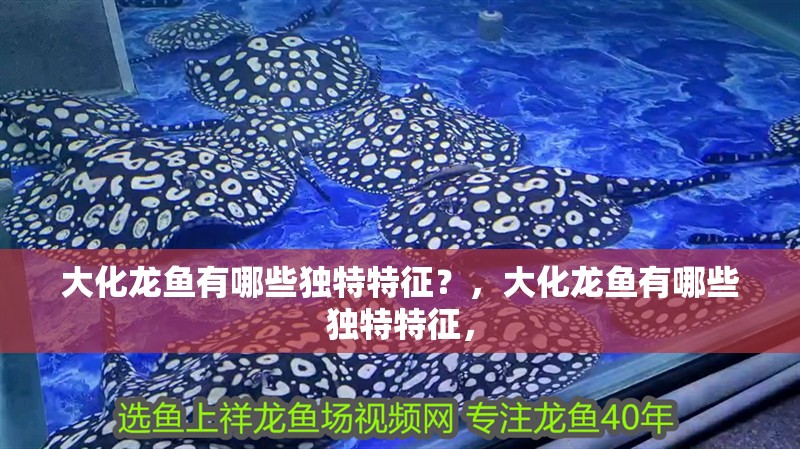 大化龍魚有哪些獨特特征？，大化龍魚有哪些獨特特征，