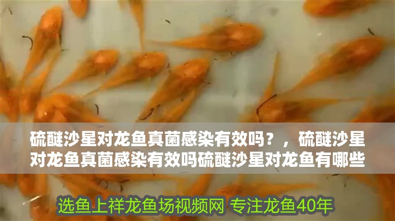 硫醚沙星對龍魚真菌感染有效嗎?,硫醚沙星對龍魚真菌感染有效嗎硫醚沙星對龍魚有哪些副作用