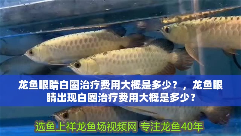 龍魚眼睛白圈治療費用大概是多少？，龍魚眼睛出現(xiàn)白圈治療費用大概是多少？