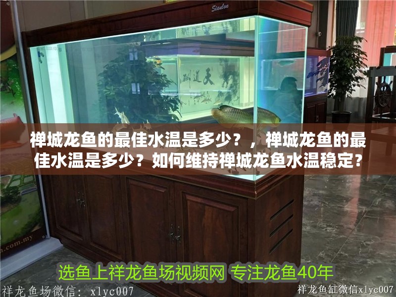 禪城龍魚的最佳水溫是多少？，禪城龍魚的最佳水溫是多少？如何維持禪城龍魚水溫穩(wěn)定？