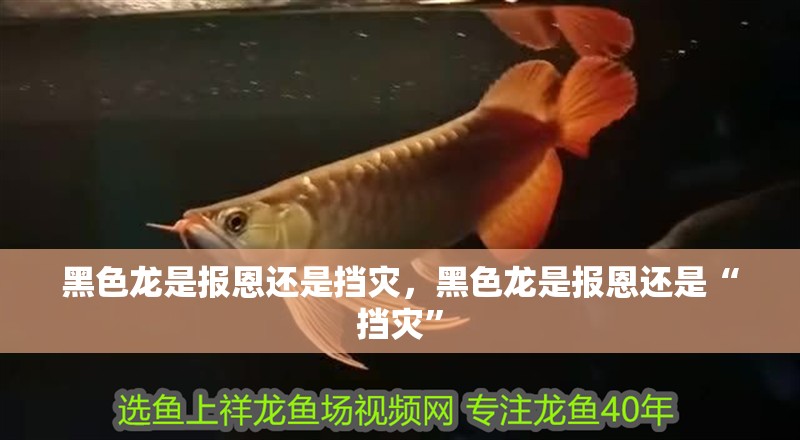 黑色龍是報恩還是擋災，黑色龍是報恩還是“擋災”