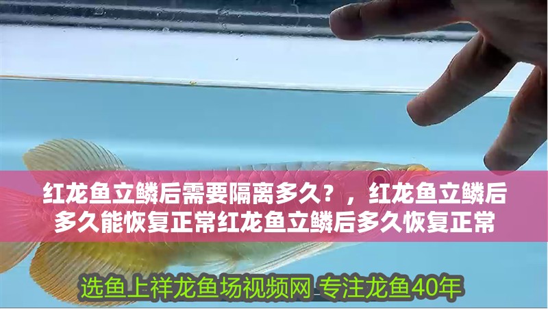 紅龍魚立鱗后需要隔離多久？，紅龍魚立鱗后多久能恢復正常紅龍魚立鱗后多久恢復正常