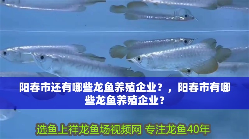 陽春市還有哪些龍魚養殖企業?,陽春市有哪些龍魚養殖企業?