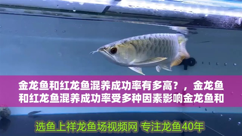 金龍魚(yú)和紅龍魚(yú)混養(yǎng)成功率有多高?,金龍魚(yú)和紅龍魚(yú)混養(yǎng)成功率受多種因素影響金龍魚(yú)和紅龍魚(yú)混養(yǎng)案例