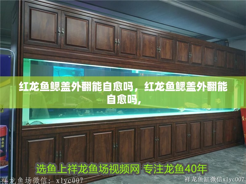 紅龍魚鰓蓋外翻能自愈嗎,紅龍魚鰓蓋外翻能自愈嗎,