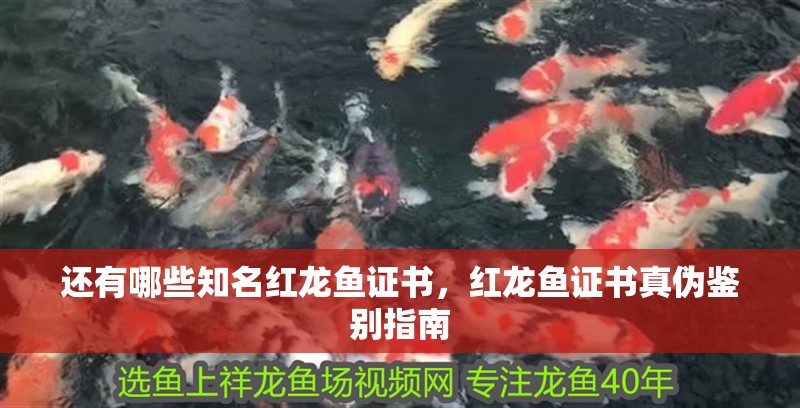 還有哪些知名紅龍魚證書,紅龍魚證書真?zhèn)舞b別指南