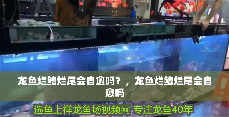 龍魚爛鰭爛尾會(huì)自愈嗎?,龍魚爛鰭爛尾會(huì)自愈嗎