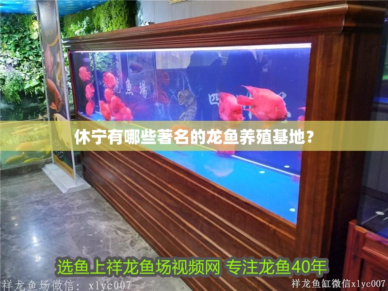 休寧有哪些著名的龍魚養殖基地？