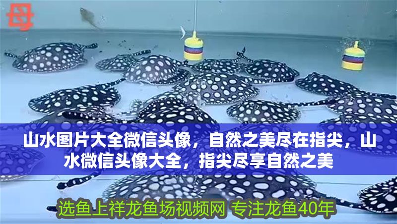 山水圖片大全微信頭像，自然之美盡在指尖，山水微信頭像大全，指尖盡享自然之美