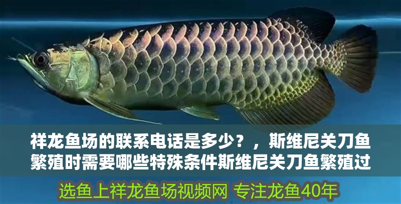祥龍魚場的聯系電話是多少？，斯維尼關刀魚繁殖時需要哪些特殊條件斯維尼關刀魚繁殖過程