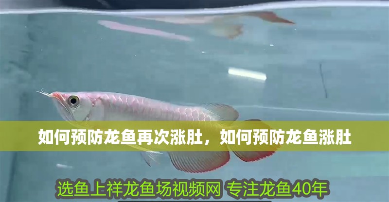 如何預防龍魚再次漲肚，如何預防龍魚漲肚