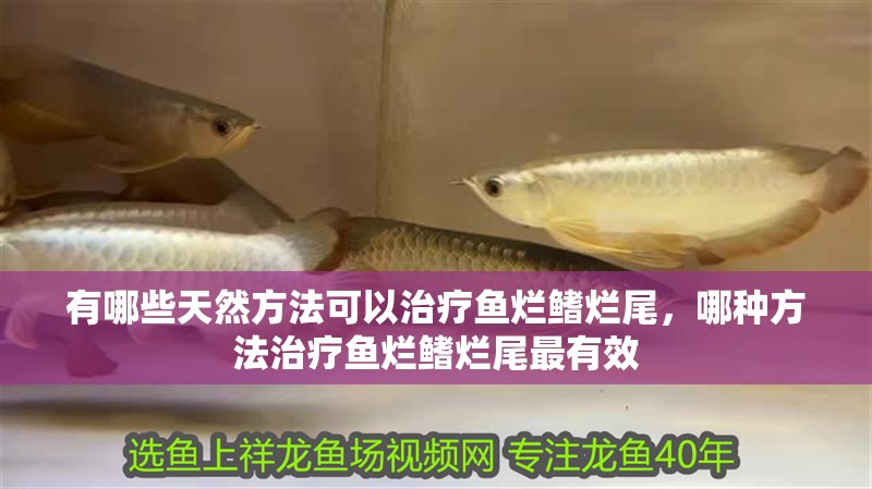 有哪些天然方法可以治療魚爛鰭爛尾，哪種方法治療魚爛鰭爛尾最有效