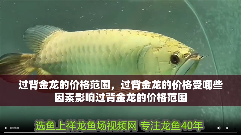 過背金龍的價格范圍，過背金龍的價格受哪些因素影響過背金龍的價格范圍