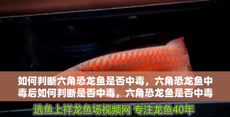 如何判斷六角恐龍魚是否中毒，六角恐龍魚中毒后如何判斷是否中毒，六角恐龍魚是否中毒