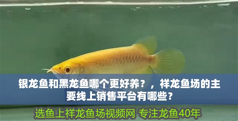 銀龍魚和黑龍魚哪個更好養？，祥龍魚場的主要線上銷售平臺有哪些？