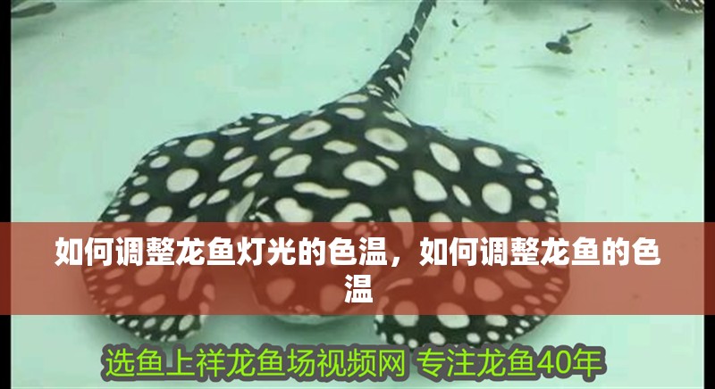 如何調整龍魚燈光的色溫，如何調整龍魚的色溫
