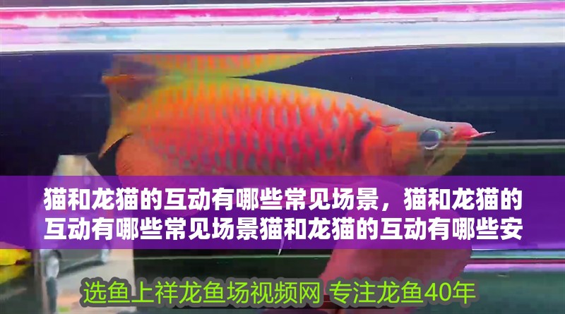 貓和龍貓的互動(dòng)有哪些常見(jiàn)場(chǎng)景，貓和龍貓的互動(dòng)有哪些常見(jiàn)場(chǎng)景貓和龍貓的互動(dòng)有哪些安全注意事項(xiàng)