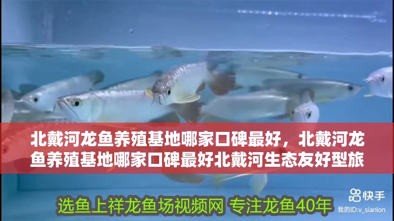 北戴河龍魚養殖基地哪家口碑最好,北戴河龍魚養殖基地哪家口碑最好北戴河生態友好型旅居基地對比清單