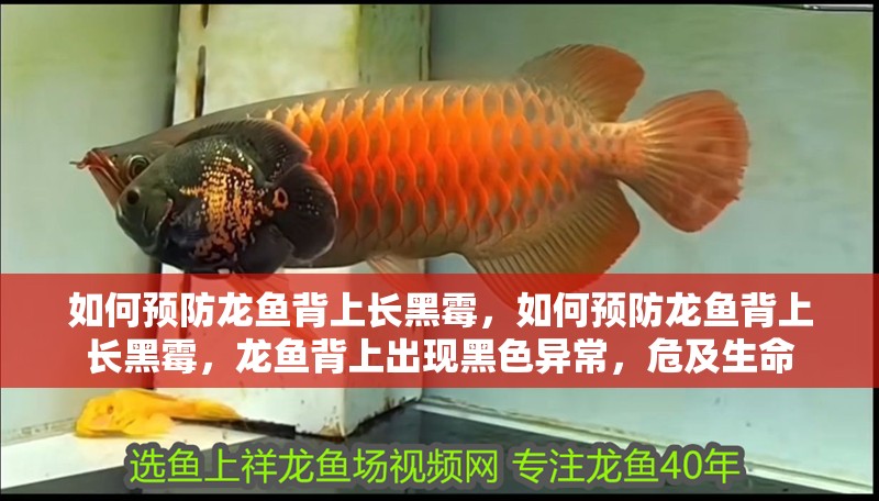 如何預防龍魚背上長黑霉，如何預防龍魚背上長黑霉，龍魚背上出現黑色異常，危及生命